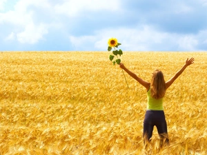 Field, girl, Sunflower, corn