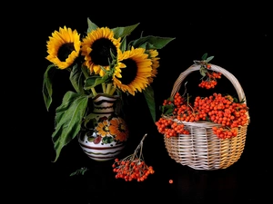 Mountain Ash, Flowers, sunflowers