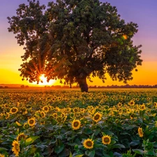 Field, Sunrise, trees, Nice sunflowers