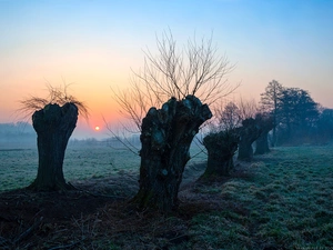 Sunrise, willow