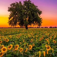 viewes, Field, Great Sunsets, trees, Nice sunflowers