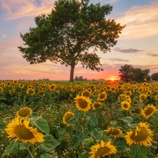 Flowers, Field, Great Sunsets, Nice sunflowers