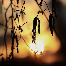 Great Sunsets, Twigs, birch-tree