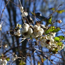 Symphoricarpos Duhamel, Fruitbodies