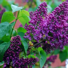 Syringa