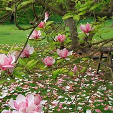 Garden, Magnolia, table, Pink