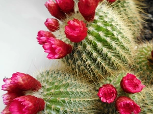 Cactus, The herb, Buds, Flowers