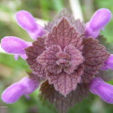 nettle, Violet, The herb