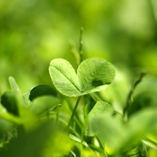 three Leaf, trefoil