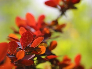 Berberis Thunbergii, Leaf, Bush, Red