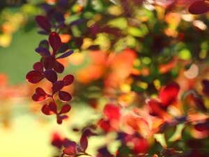 Berberis Thunbergii, Leaf, Bush, Red