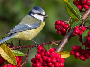 Twigs, Plant, tit, Tit Ordinary, Bird