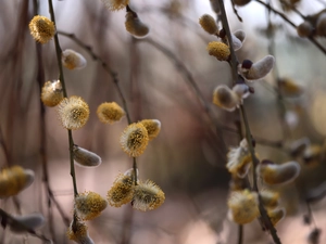 changing to, Twigs, Willow, database