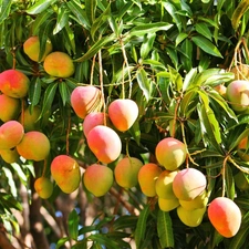 tree, Mango, an