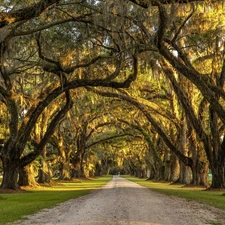 alley, viewes, oaks, trees