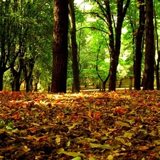 green ones, Leaf, viewes, autumn, color, trees, Park