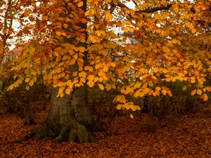 beech, Yellow, Leaf, trees