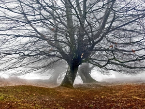 Fog, Brecon Beacons National Park, leafless, oaks, trees, wales, Blorenge Hill, Blorenge Hill, autumn, viewes