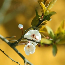 fruit, Colourfull Flowers, trees