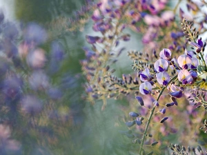 trees, acacia, Flowers