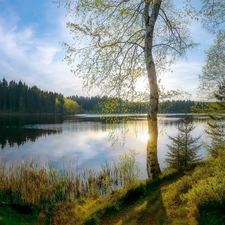 trees, viewes, birch-tree, forest, grass, lake, Spring, cane