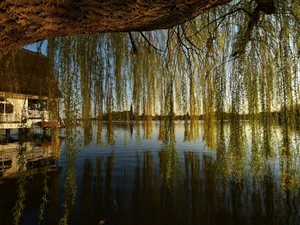 lake, Willow, house, trees