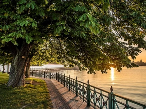 viewes, coast, lane, trees, River, chestnut, Sunrise