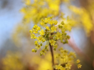 trees, flower, maple