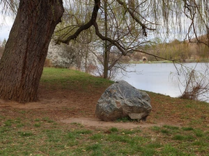 River, Willow, Stone, trees