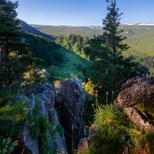 pine, The Hills, trees, viewes, rocks