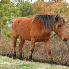 viewes, sea-horse, trees