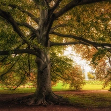 spreading, beech, autumn, trees