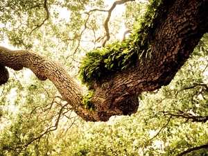 Lod on the beach, Leaf, oak, fat, trees