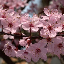 trees, viewes, twig, fruit, Blossoming