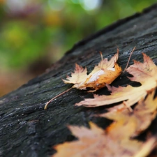 trees, viewes, Leaf, trunk, dry