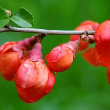 trees, viewes, Flowers, fruit, Red