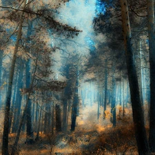 forest, trees, viewes, light breaking through sky