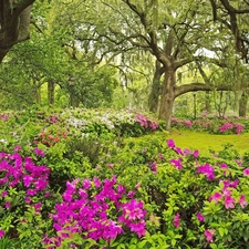 viewes, rhododendron, Garden, trees, Spring