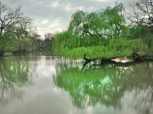 trees, Spring, Pond - car, Park, Golden Weeping Willow, inclined