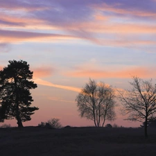 west, some, trees, sun