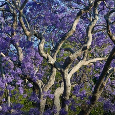 trees, Violet, without