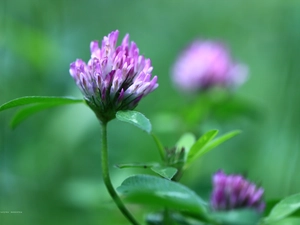 Colourfull Flowers, Pink, trefoil