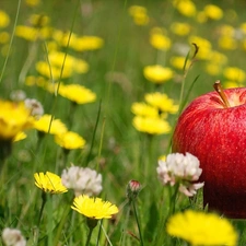 trefoil, dandelions, Apple, grass, Meadow