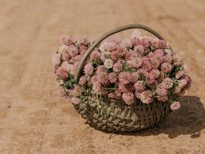 trefoil, basket, Flowers