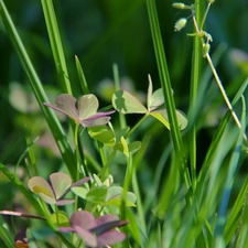 trefoil, blades, grass