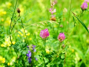 Pink, Flowers, Leaf, trefoil