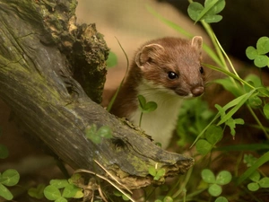 trefoil, ferret, trees