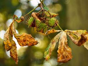 chestnut, Leaf, chestnuts, twig
