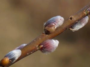 twig, Willow, database