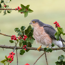 Bird, twig, holly, sparrow hawk